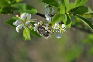 Small hairy Tropinota hirta bug on wild plum blooming flowers close up macro detail, blurry background