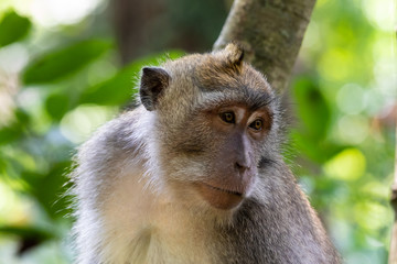 Closeup of Balinese Long Tailed Monkey (Macada fascicularis), looking slightly to the side. Green forest in the backgound. In Ubud, Bali, Indonesia. 