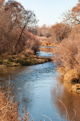 Heavy growth on the banks of the Cache La Poudre River