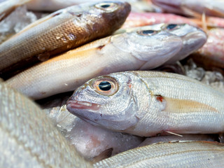 Fresh sea bream at the fish market