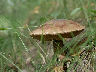 Ripe mushroom in green grass. Autumn forest scene. white mushrooms with a round hat in the forest, typical for autumn atmosphere. Boletus edulis edible mushroom. Autumn forest mushrooms scene