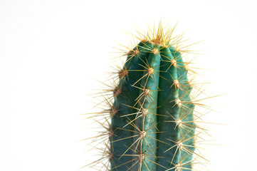 Closeup azureus cactus, green skin and yellow thorns, isolated on a white background, side view.