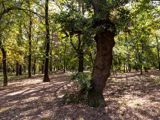 Very old and strange tree