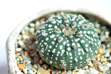 Astrophytum asterias cactus in ceramic pot, isolated on a white background, Closeup side view.