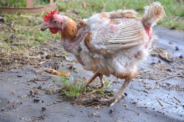 Wretched battery hen saved from a factory farm browsing the garden looking for worms
