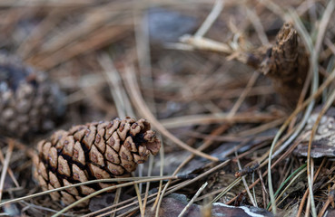 Pine cone on the on the ground between pine needles