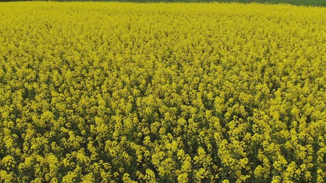 Aerial Drone view of Yellow Canola Field. Harvest blooms yellow flowers canola oilseed. Rural field planted with many strips of bright yellow rape. Blossoming rapeseed field. Agriculture.