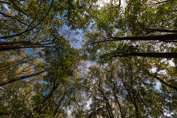 Tree and sky from below