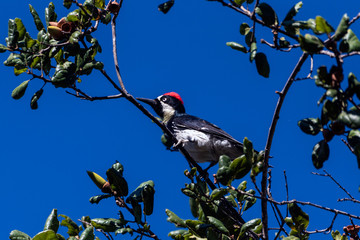Oak Tree full of Acorns is perfect place for Acorn Woodpecker to perch and forage food against the Autumn blue sky.