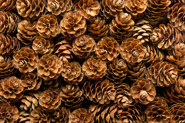 Background with many wooden small natural brown pine cones.