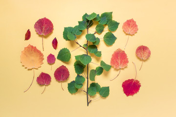 Floral botanical layout composition with autumn leaves green orange red on yellow background.