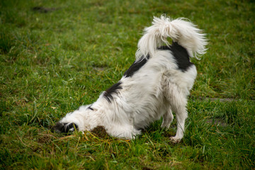 HUND AUF MÄUSEJAGD . DOG HUNTING MICE