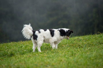 HUND AUF MÄUSEJAGD . DOG CHASING MICE