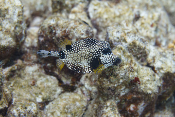 Smooth Trunkfish