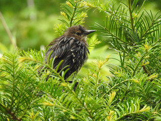 Fledgling starling in a Tree