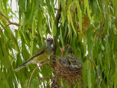 Figbird feeding its chicks on Magnetic Island,  Austraia