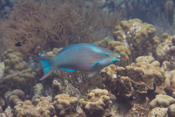 Fototapeta na wymiar Queen Parrotfish