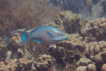 Queen Parrotfish