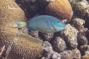 Naklejka na ściany i meble Stoplight Parrotfish on Coral Reef