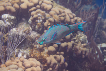 Queen Parrotfish