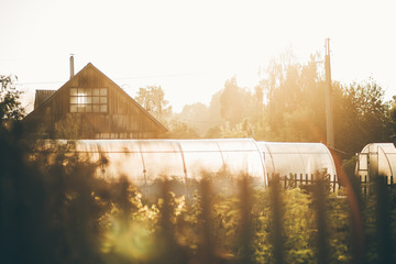 View with a shallow depth of field of a summer garden, several greenhouses, and a country house...