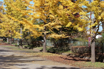 Naklejka premium 鮮やかなイチョウの木