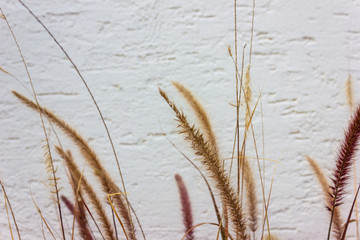 flowers and greenery on a wall