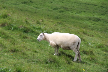 sheep in field