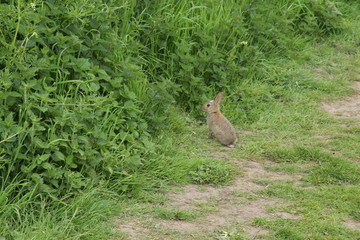 Rabbit in the grass