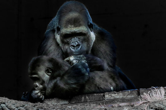 a gorilla mother playing with her baby