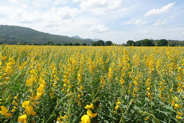 lant in the legume family , Beautiful yellow flowers