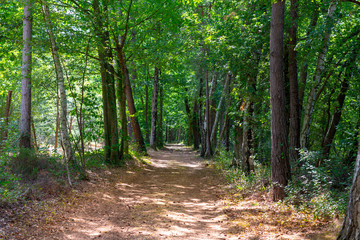 Fototapeta premium forêt