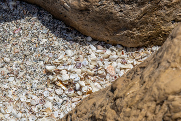 Sea Shell Pile