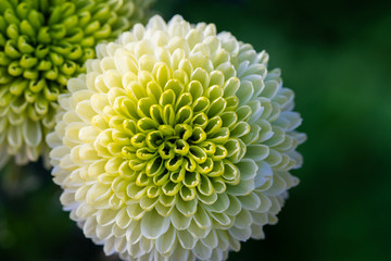 Green chrysanthemums close up in autumn Sunny day in the garden. Autumn flowers. Flower head