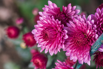 Obraz premium Pink chrysanthemums close up in autumn Sunny day in the garden. Autumn flowers. Flower head