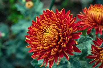 Red chrysanthemums close up in autumn Sunny day in the garden. Autumn flowers. Flower head