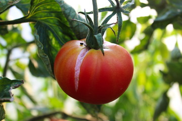 red tomato on a branch
