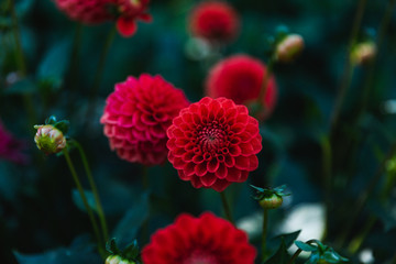 red flower in garden