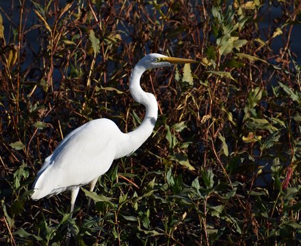A great egre (Ardea alba) wades through water plants along the edge of Struve Slough, in Watsonville, California