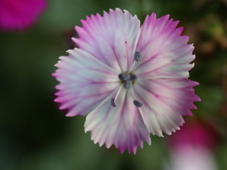 pink flower in the garden