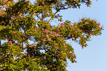 The plant (Lagerstroemia indica) growing and bloom in a park