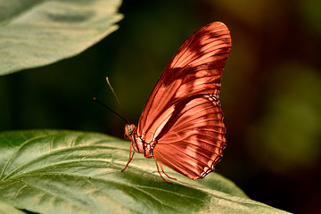 Fototapeta na wymiar Close-up of an orange butterfly on a leaf 