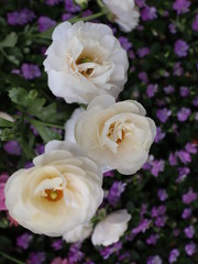 bouquet of flowers