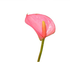 Pink Anthurium flower isolated on white background. Anthurium is a flowering plants. General common names include anthurium, tailflower, flamingo flower, and laceleaf.