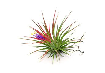 Tillandsia ionantha isolated on white background. Tillandsia are sky plant, careless and low maintenance ornamental plants that required no soil, only plenty of water, sunlight and good airflow.