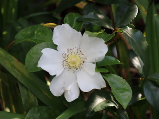 Obraz premium white flower in garden