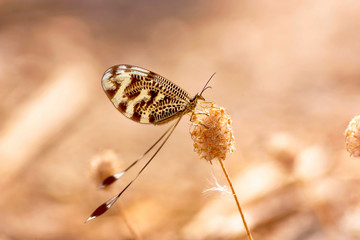 The butterfly (nemoptera sinuata oliv) close-up