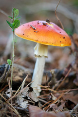 red with white mushroom