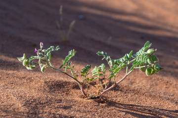 USA, Nevada, Clark County, Gold Butte National Monument. Gravel Milkvetch - Astragalus sabulonum a...