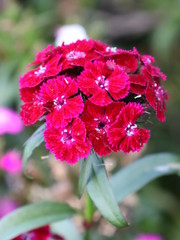 red flower in the garden
